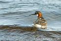 Phalarope a bec etroit 2006